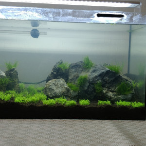 aquascape