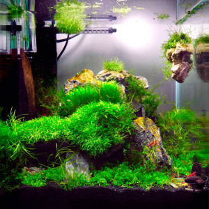 30L TrashTank neocaridina