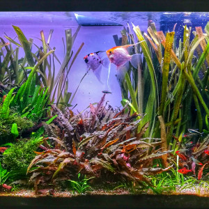 Aquatlantis 180L Rio Amazonien