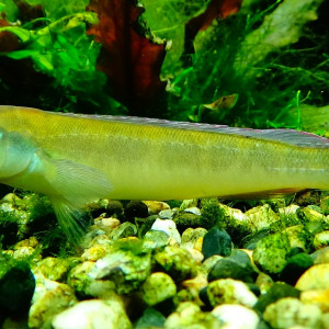 Teleocichla prionogenys