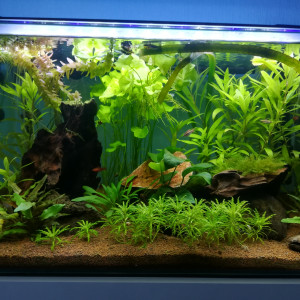 Aquarium 80 litres