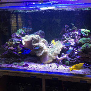 Recif 600 litres