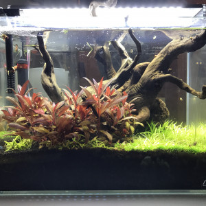 Ada Cube Garden