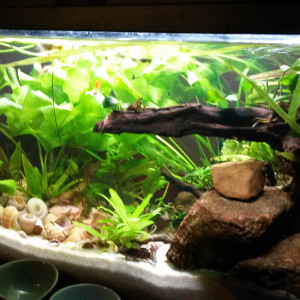 74L néolamprologus multifasciatus