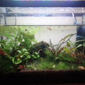 15L nurserie