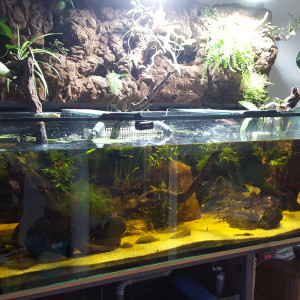 Amazonien