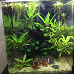 Nano 30L Betta Danio Japonica