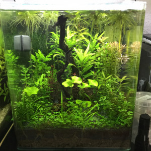 Nano 30L G.endler Sakura orange