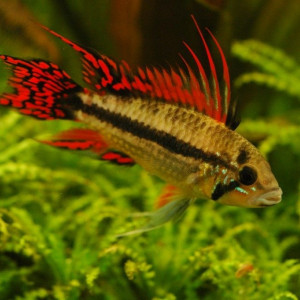 Apistogramma cacatuoides