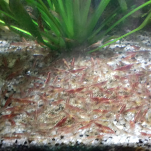 worms