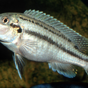 Melanochromis lepidiadaptes