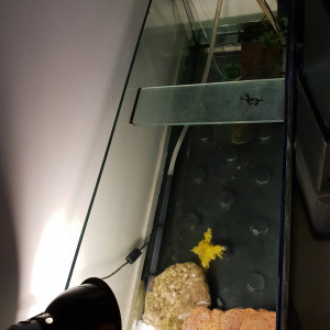 Aquaterrarium Mauremys sinensis