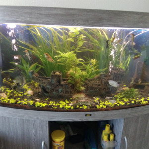 mon aquarium