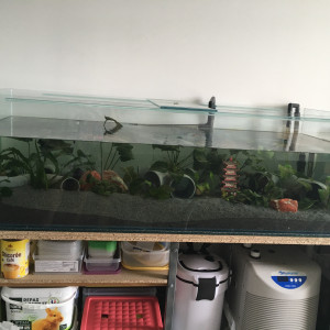 Axolotls