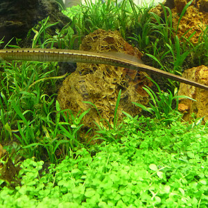 Microphis  brachyurus brachyurus
