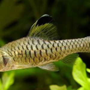 Oreichthys cosuatis