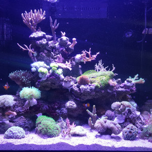 Reefer 170
