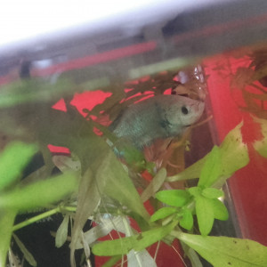 Aquarium bêta