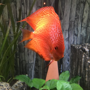 dylan-kisstek-foeller