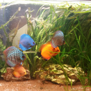 Discus