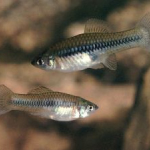 Xiphophorus continens