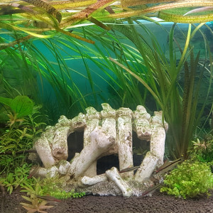 ShrimpBuche