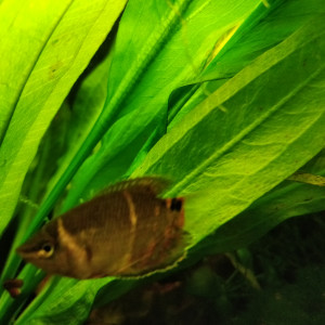 50l