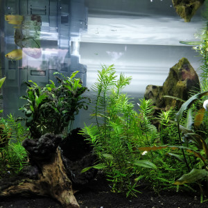 Scraper Tank 35