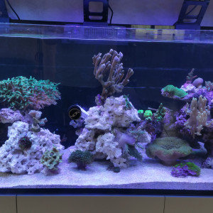 REEFER 525
