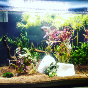 Premier aquarium