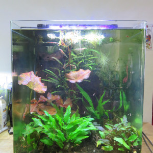 60L CRS