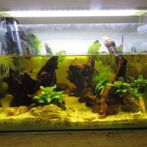 20L jaunasse