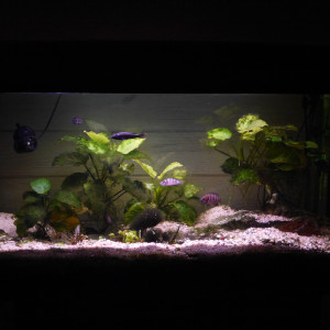 200l Tanganyika