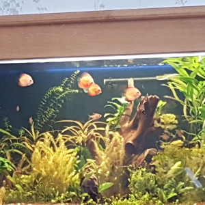 discus