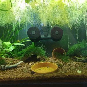 Crevette et diminutus