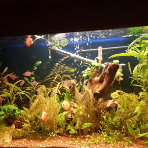Pierre