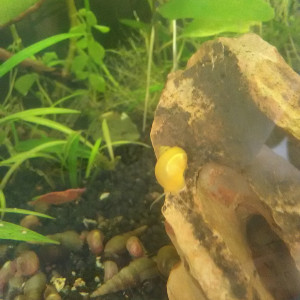 Publication de Hiotsukeru