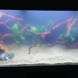 juwel 450