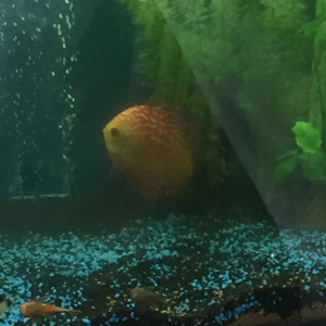 Biotope discus