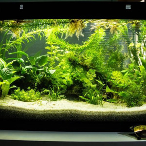 Aquatlantis 61L