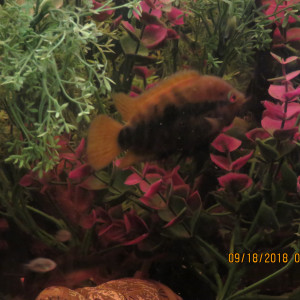 cichlidés archocentrus multispinosus