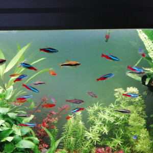 Aquarium 180 l