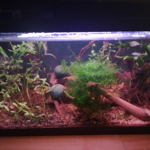 60 L