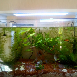 Superfish Home 60