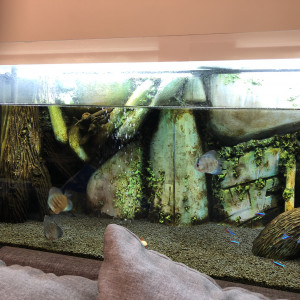 Discus