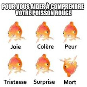Publication de jess