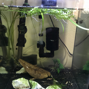 Aquarium TWB mixtes