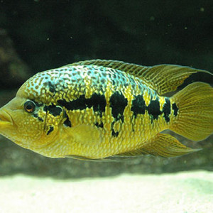 Parachromis loisellei