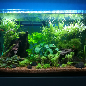 Publication de Loris_Aquatics