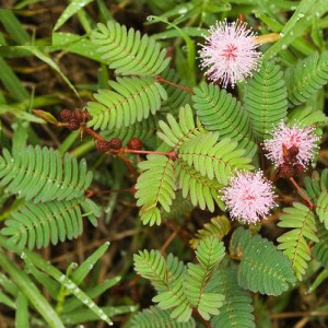 Echinodorus var. "Narrow leaves"